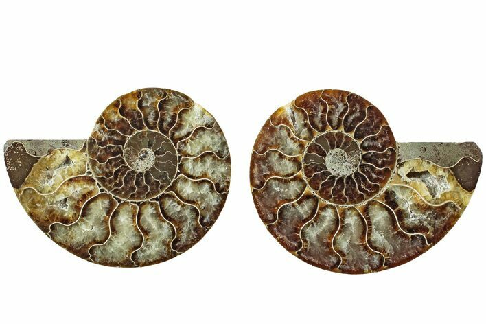 Cut & Polished, Agatized Ammonite Fossil - Madagascar #229849